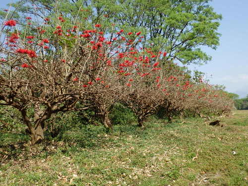 Flowering shrubs on the roadside.